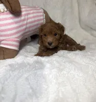 Ella’s poodle female 2, a female Poodle - Toy  for sale in Atlanta, GA – 1 of 4
