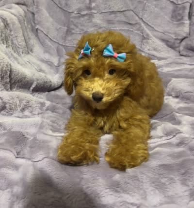 Zoey, a female Poodle - Toy  for sale in Atlanta, GA – 3 of 8