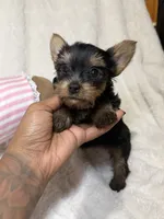 Tiny’s Yorkie litter female , a female Yorkshire Terrier for sale in Atlanta, GA – 1 of 5
