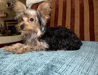 Spider , a male Yorkshire Terrier for sale in Atlanta, GA – 4 of 4