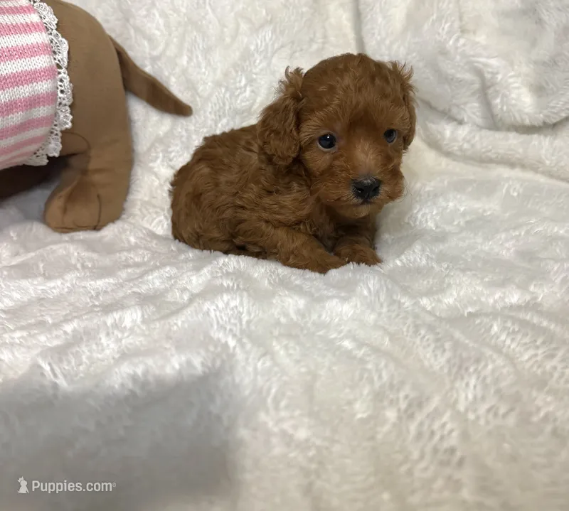 Ella’s poodle female 1  – Poodle - Toy  puppy for sale in Atlanta, GA