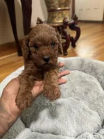 Male Cavapoo, a male Cavapoo for sale in Atlanta, GA – Photo 2 of 5