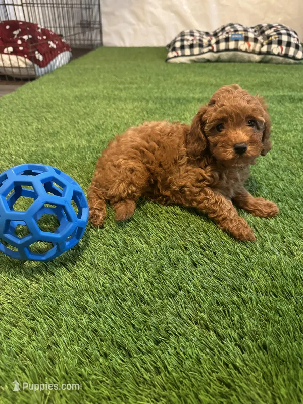 Male Cavapoo, a male Cavapoo for sale in Atlanta, GA – Photo 1 of 5