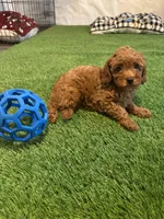 Male Cavapoo, a male Cavapoo for sale in Atlanta, GA – Photo 1 of 5
