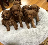 Male Cavapoo, a male Cavapoo for sale in Atlanta, GA – Photo 3 of 5