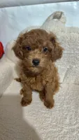Cavapoo male, a male Cavapoo for sale in Atlanta, GA – Photo 2 of 3
