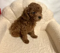 Cavapoo male, a male Cavapoo for sale in Atlanta, GA – Photo 1 of 3