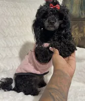 Hope, a female Maltipoo for sale in Atlanta, GA – 5 of 7