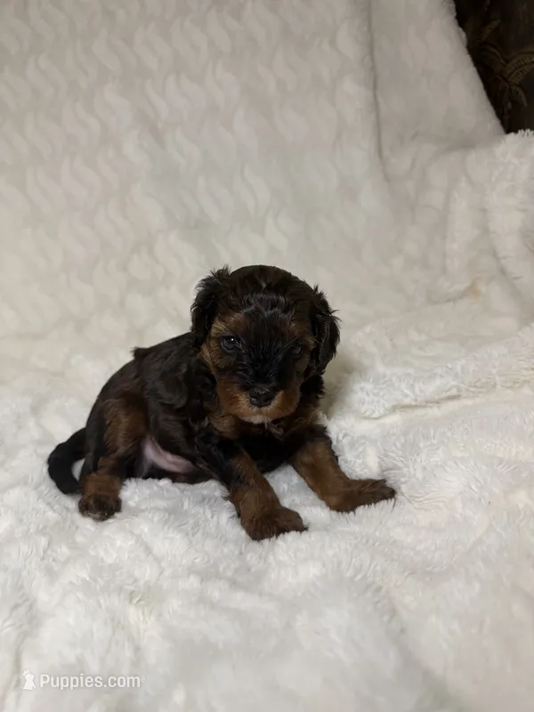 Cavapoo male 1 mix color – Cavapoo puppy for sale in Atlanta, GA