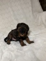 **SOLD. Cavapoo male 1 mix color, a male Cavapoo for sale in Atlanta, GA – 1 of 4