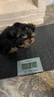 Yorkie male 2 , a male Yorkshire Terrier for sale in Atlanta, GA – Photo 2 of 7