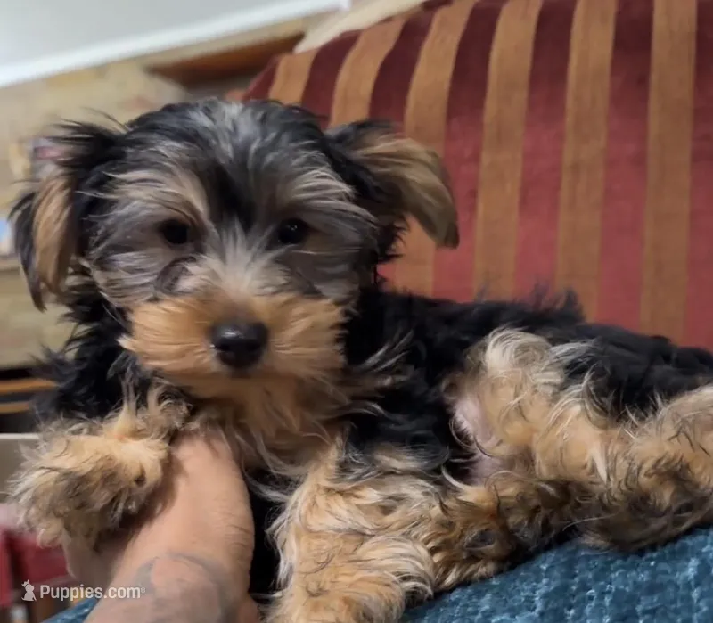 Yorkie male 2  – Yorkshire Terrier puppy for sale in Atlanta, GA