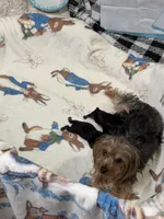 Yorkie male 2 , a male Yorkshire Terrier for sale in Atlanta, GA – Photo 2 of 3