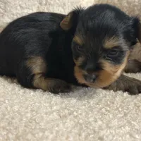 Yorkie male 2 , a male Yorkshire Terrier for sale in Atlanta, GA – Photo 3 of 7