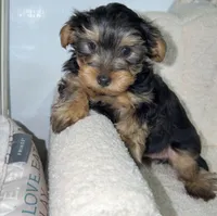 Yorkie male 2 , a male Yorkshire Terrier for sale in Atlanta, GA – Photo 1 of 7