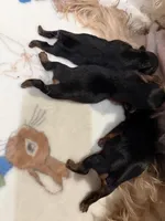 Yorkie male 2 , a male Yorkshire Terrier for sale in Atlanta, GA – Photo 3 of 3