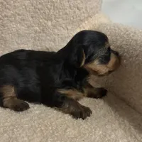 Yorkie male 2 , a male Yorkshire Terrier for sale in Atlanta, GA – Photo 4 of 7