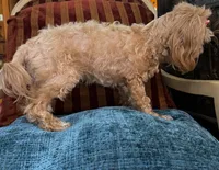 Layla, a female Maltipoo for sale in Atlanta, GA – 2 of 3