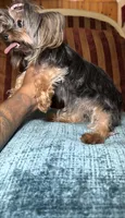 Faith , a female Yorkshire Terrier for sale in Atlanta, GA – 3 of 4