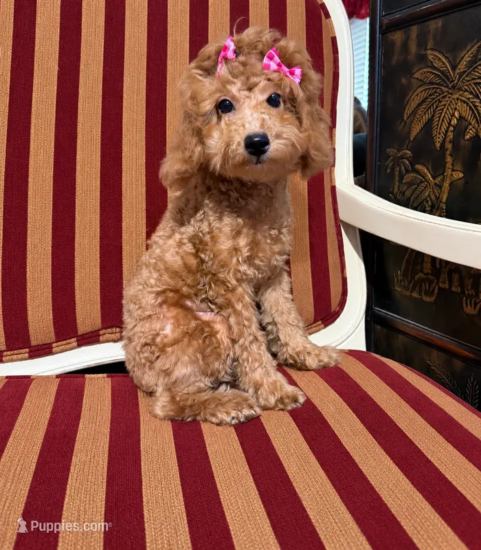 Stella – Poodle - Toy  puppy for sale in Atlanta, GA