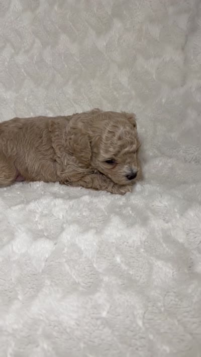 Maltipoo male 1 , a male Maltipoo and Poodle - Toy  for sale in Atlanta, GA – 2 of 3