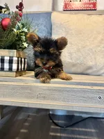 Teacup yorkie female, a female Yorkshire Terrier for sale in Atlanta, GA – Photo 2 of 3