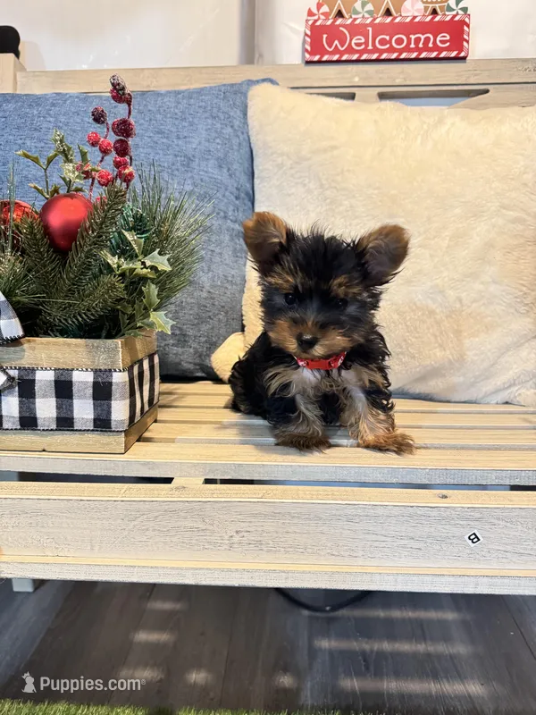 Teacup yorkie female, a female Yorkshire Terrier for sale in Atlanta, GA – Photo 1 of 3