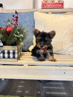 Teacup yorkie female, a female Yorkshire Terrier for sale in Atlanta, GA – Photo 1 of 3
