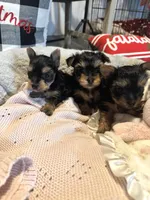 Teacup yorkie female, a female Yorkshire Terrier for sale in Atlanta, GA – Photo 3 of 3