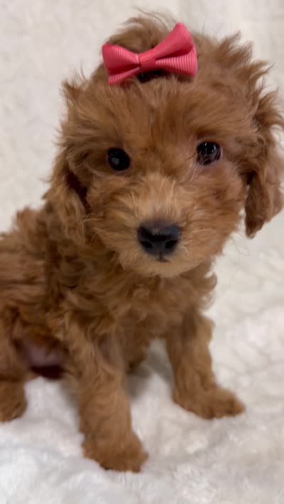 Stella, a female Poodle - Toy  for sale in Atlanta, GA – 2 of 3