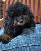 Dallas, a male Cavapoo for sale in Atlanta, GA – 2 of 7