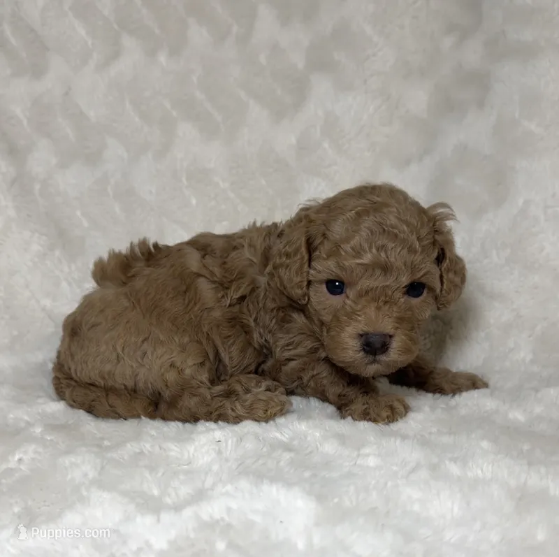 Maltipoo female 2 – Maltipoo, Poodle - Toy  puppy for sale in Atlanta, GA