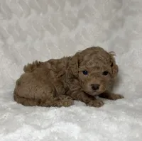 Maltipoo female 2, a female Maltipoo and Poodle - Toy  for sale in Atlanta, GA – 1 of 3