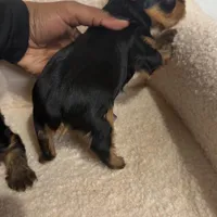 Yorkie Male 1 , a male Yorkshire Terrier for sale in Atlanta, GA – Photo 4 of 6