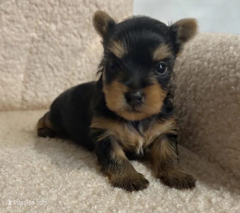 Yorkie Male 1 