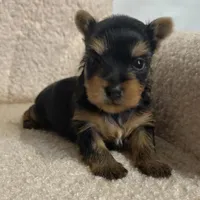 Yorkie Male 1 , a male Yorkshire Terrier for sale in Atlanta, GA – Photo 1 of 6