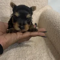 Yorkie Male 1 , a male Yorkshire Terrier for sale in Atlanta, GA – Photo 6 of 6
