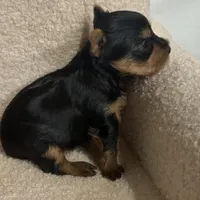 Yorkie Male 1 , a male Yorkshire Terrier for sale in Atlanta, GA – Photo 3 of 6