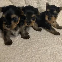 Yorkie Male 1 , a male Yorkshire Terrier for sale in Atlanta, GA – Photo 2 of 6