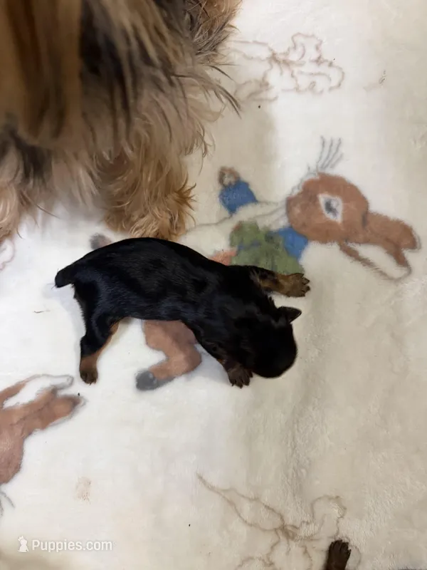 Yorkie Male 1 