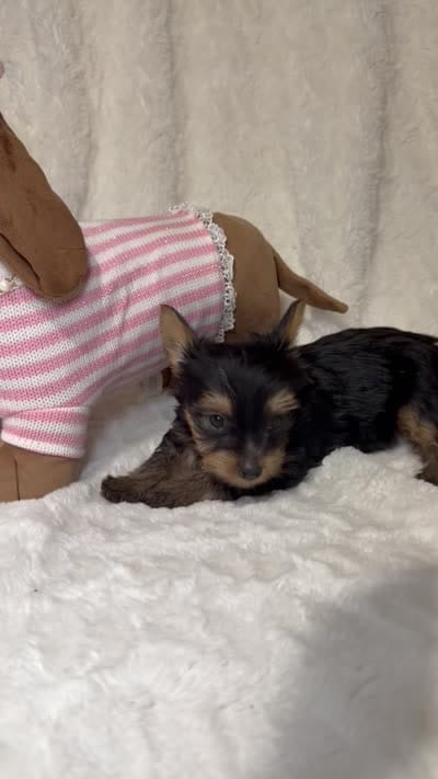 Tiny’s Yorkie litter female , a female Yorkshire Terrier for sale in Atlanta, GA – 2 of 5