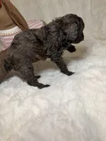 Poodle merle/ mix female , a female Poodle - Toy  for sale in Atlanta, GA – 6 of 8