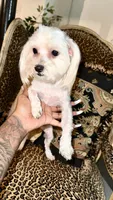 Snow, a female Maltese for sale in Atlanta, GA – Photo 2 of 6