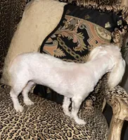 Snow, a female Maltese for sale in Atlanta, GA – Photo 6 of 6