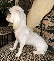 Snow, a female Maltese for sale in Atlanta, GA – Photo 3 of 6