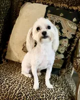 Snow, a female Maltese for sale in Atlanta, GA – Photo 5 of 6