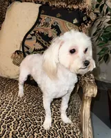 Snow, a female Maltese for sale in Atlanta, GA – Photo 1 of 6