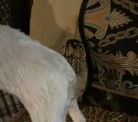 Snow, a female Maltese for sale in Atlanta, GA – Photo 4 of 6