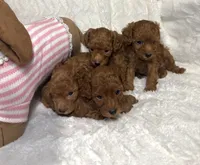 Ella’s poodle female 2, a female Poodle - Toy  for sale in Atlanta, GA – 3 of 4