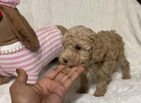 Nova’s Poodle’s cream female, a female Poodle - Toy  for sale in Atlanta, GA – 2 of 8